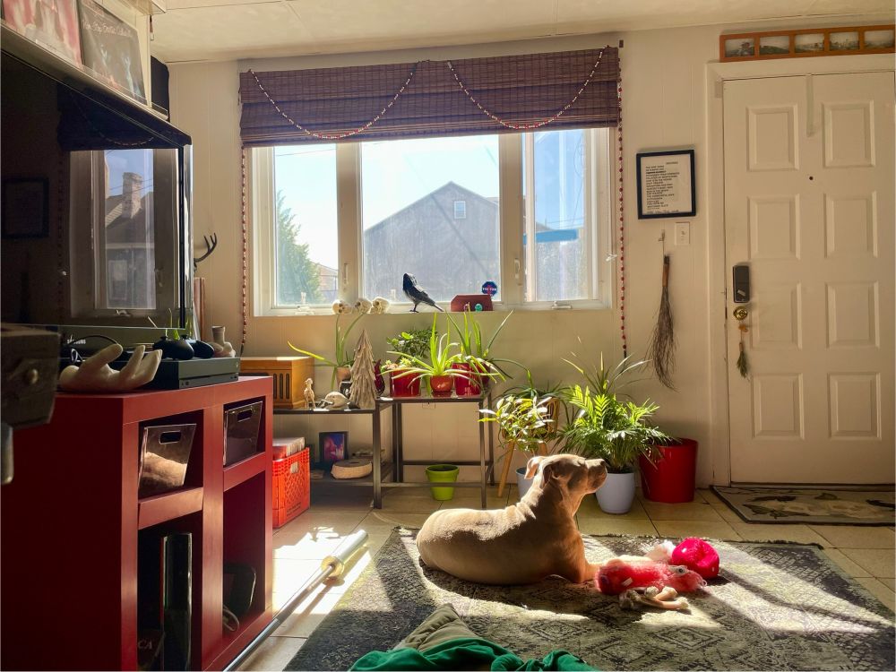 Image of a tan pitbull laying on a gray and green rug in the sun. She is surrounded by dog toys. The window in the room shows a clear, blue sky, and there are a bunch of green plants in front. The walls of the room are white and have lots of knick-knacks and pictures hung on them. 
