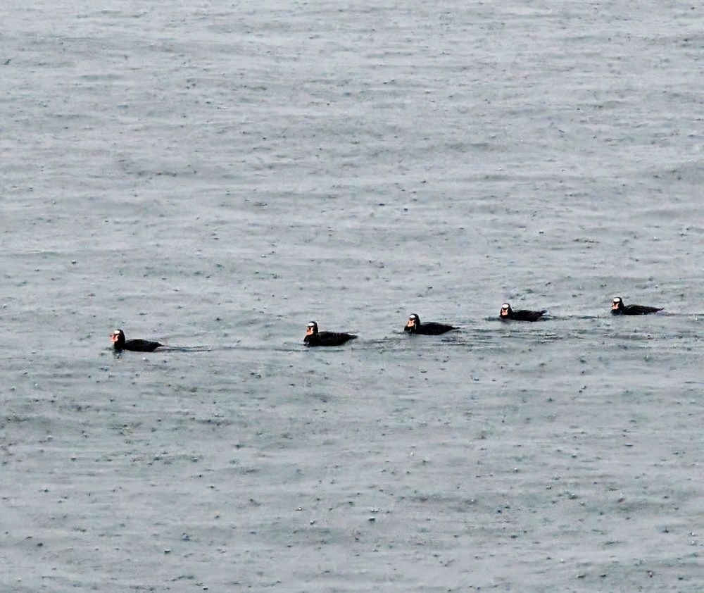 All my ducks in a row