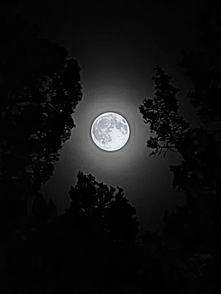Full corn moon framed by juniper trees 