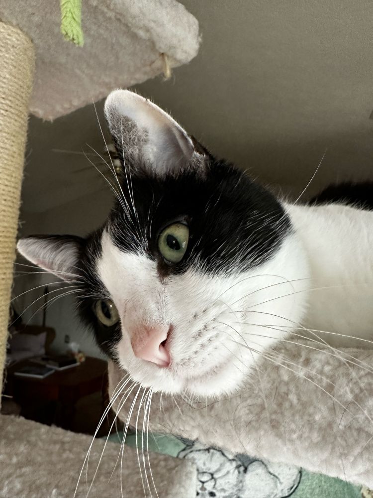 A close up of an adult tuxedo cat’s face. The cat seems relaxed, but very interested in something happening behind the camera. The cat is laying down in a fuzzy cat tree with his ears perked up. 