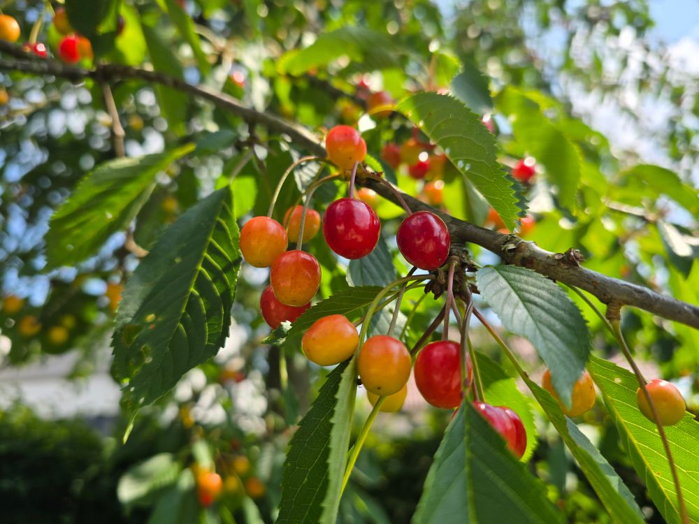Rama de cerezo con un racimo de cerezas amarillas y rojas.