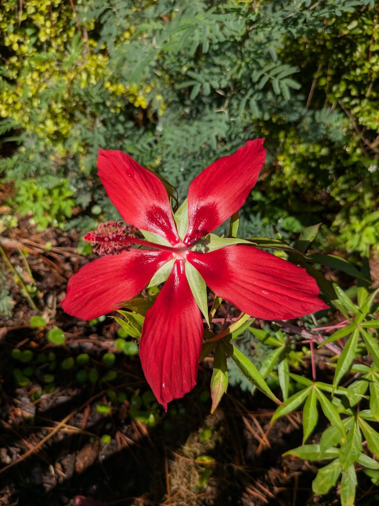 Scarlet hibiscus showing off