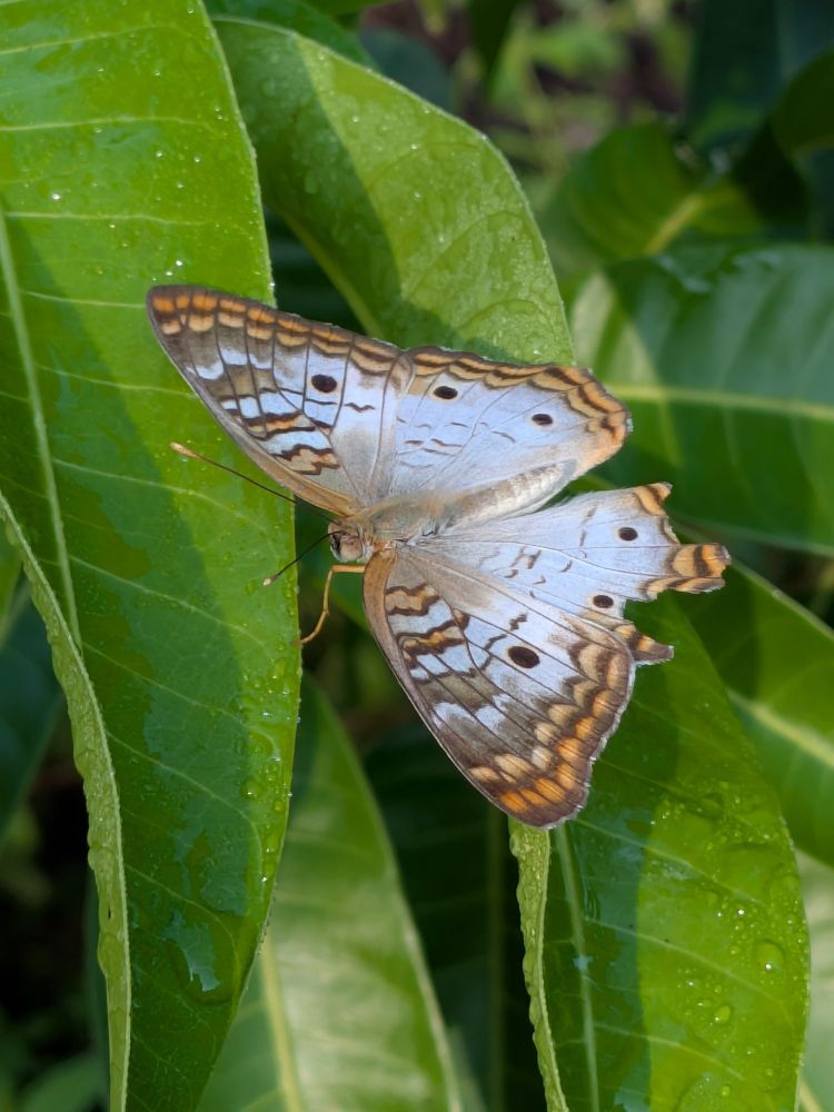 White peacock lounging in the leaves