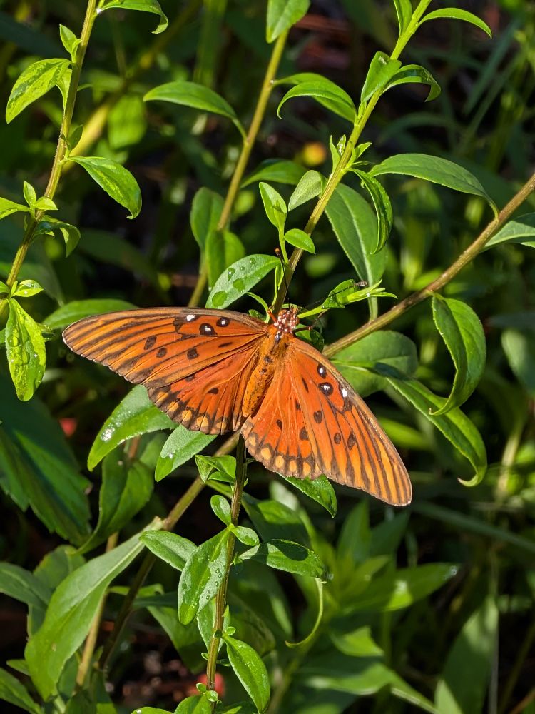Gulf fritillary wandering through the shrubbery 