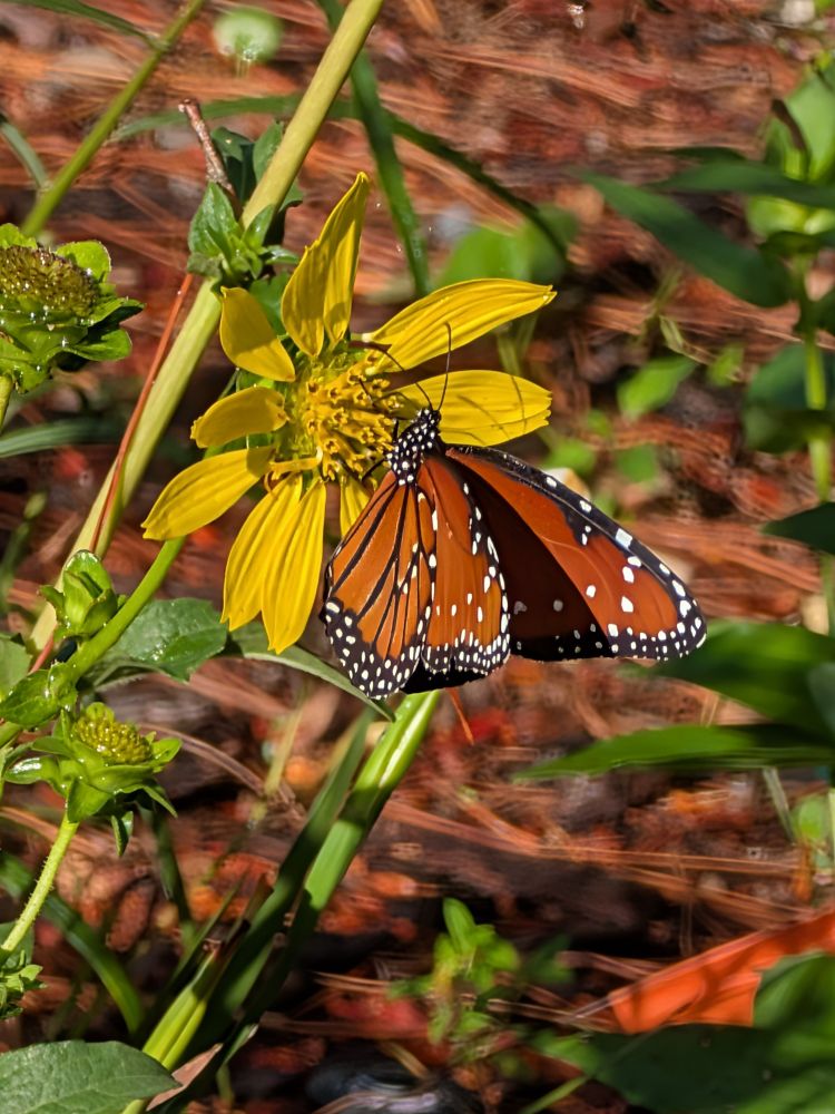 Queen butterfly chilling on the rosinweed 
