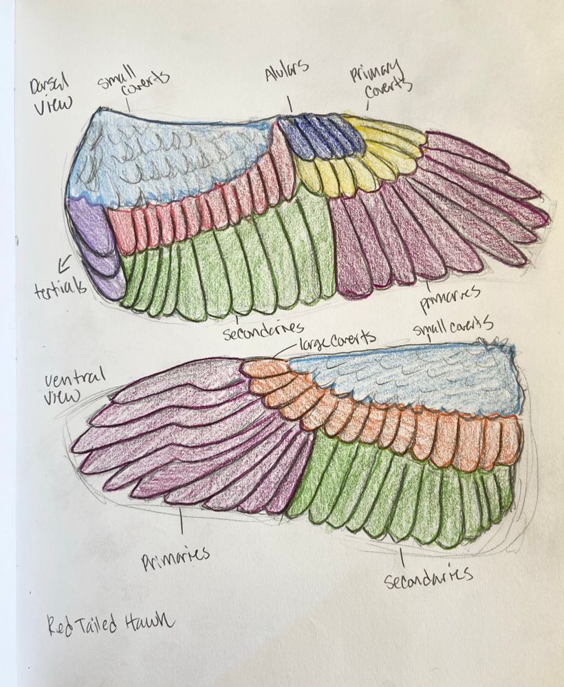 Anatomical and color coded image of the feather groups of red tailed Hawk wings 