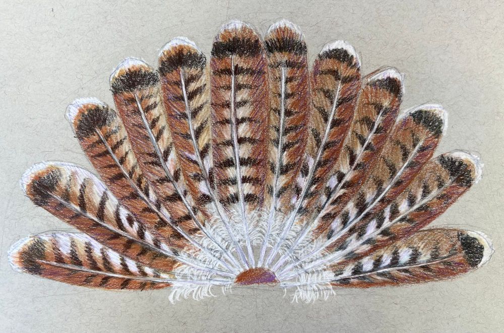 A colored pencil drawing depicting the tail feathers of the red tailed Hawk.