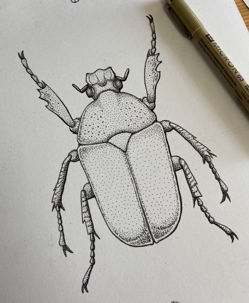 An ink drawing of a beetle done on white paper. The beetle is rendered from directly above with stippling. 