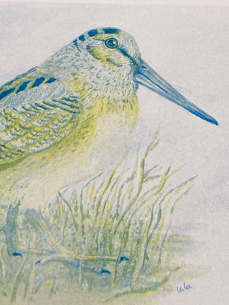 A riso print in progress depicting an American woodcock in blue and yellow ink.