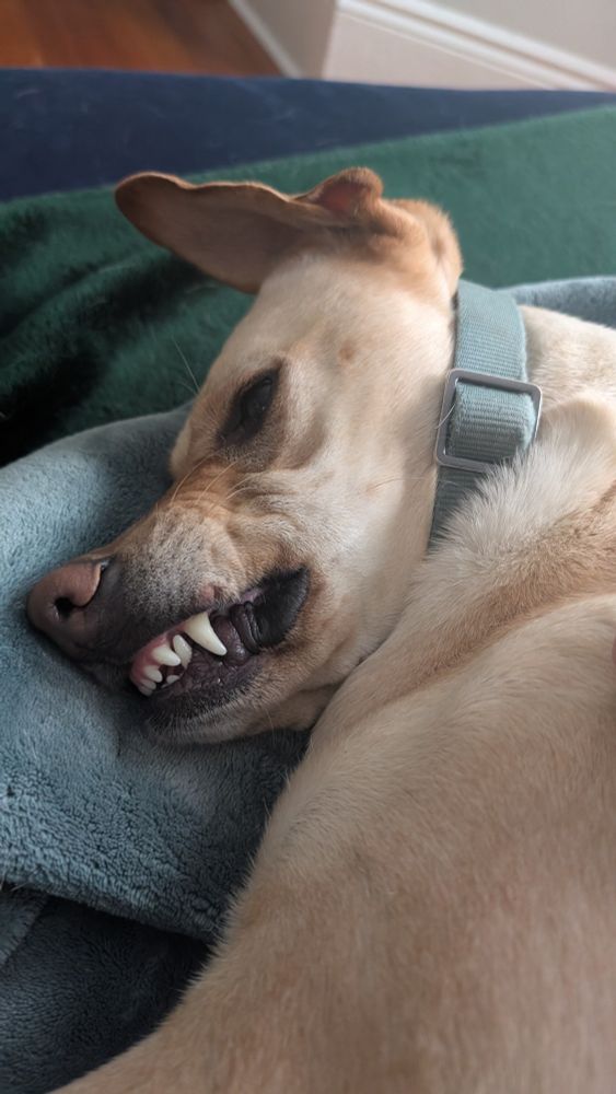 A snarling dog, upset about Ireland's current state of play