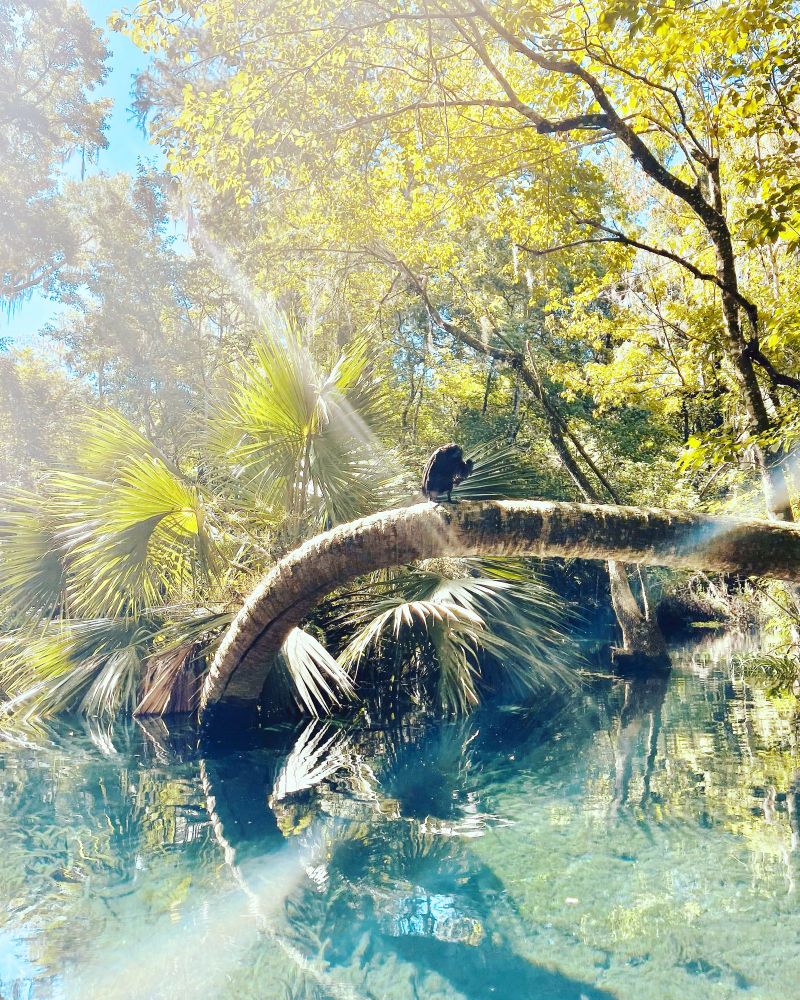 Fallen palm tree in Silver Springs State Park near UF