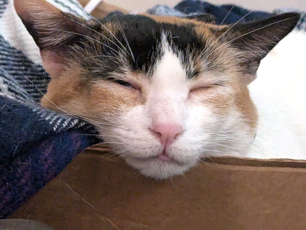 Nova, the calico cat, naps blissfully in a cardboard box lined with blankets. The tiniest hint of a tongue blep can be seen.