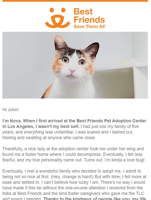 Nova, our 7-year-old calico, featured in an email from the shelter we adopted her from.