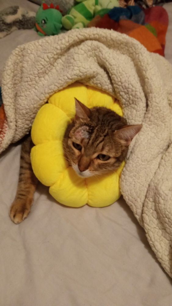 Un gato atigrado con una especie de collar isabelino con forma de flor amarilla.