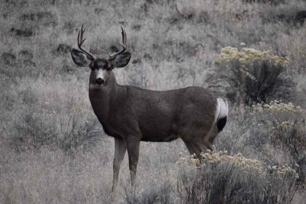 Mule deer buck looking directly at the camera standing in tall grass and sagebrush. The deer blends in well to a grab yellowish brown background