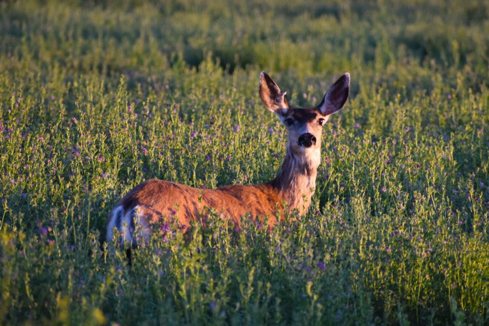 Doe standing in tall green plants topped with small purple flowers. There is a golden light shining from the morning sun