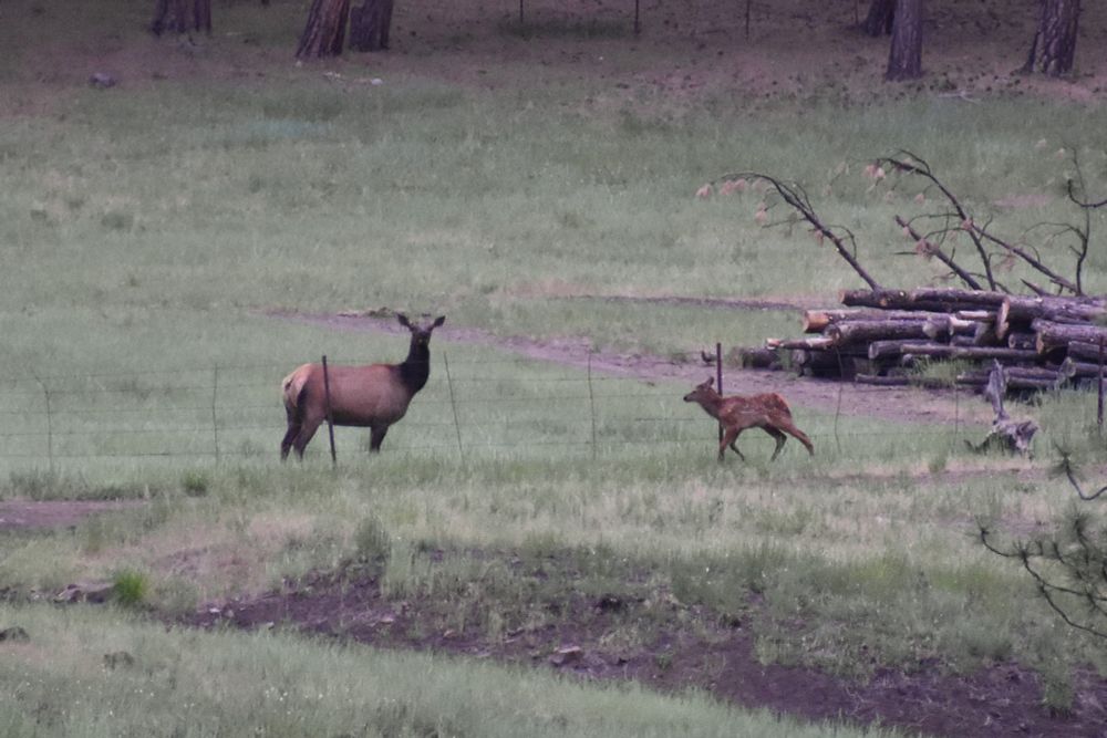 2 elk standing in a grassy field. One is and adult female elk, and the other is a baby who is running