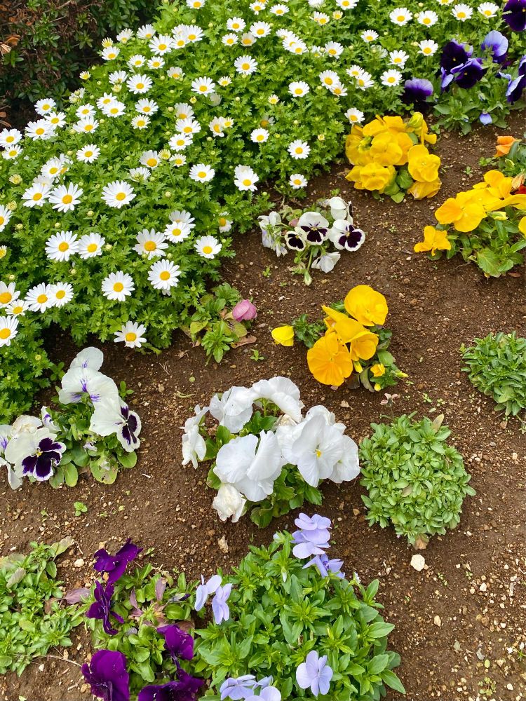 公園の花壇
色とりどりのパンジーとマーガレットが咲いている
