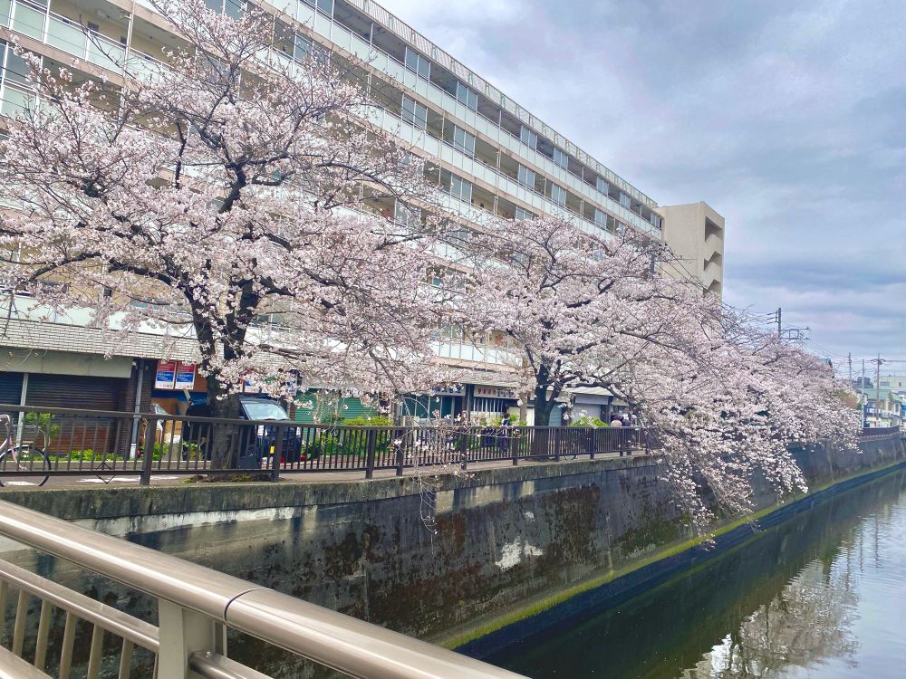 団地の前の川辺の桜並木
川側に枝が伸びていて満開