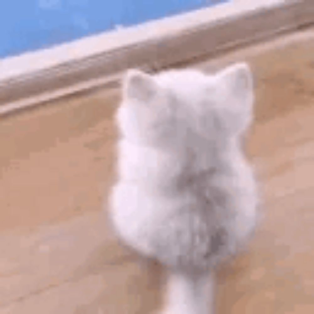 a white kitten is sitting on a wooden floor looking at the camera .