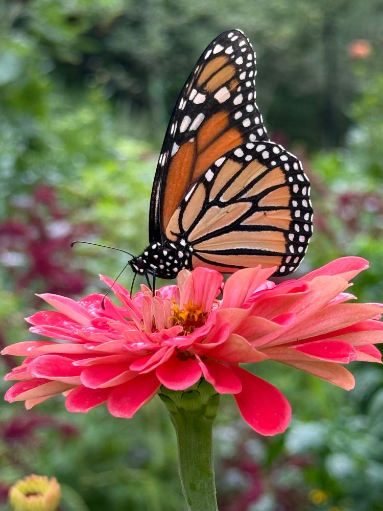 A monarch butterfly on a pink zinnia