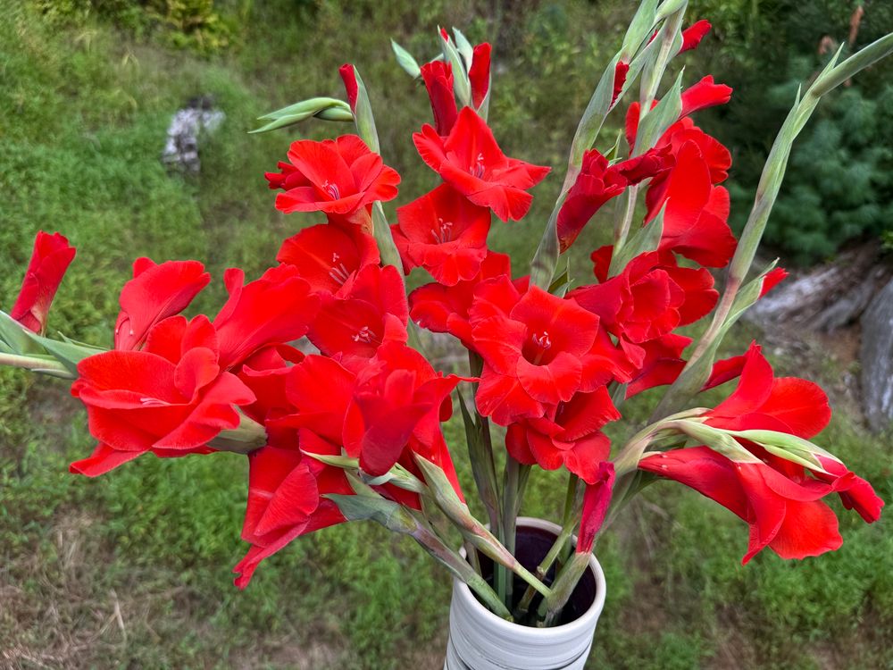 A vase with bright red gladioli