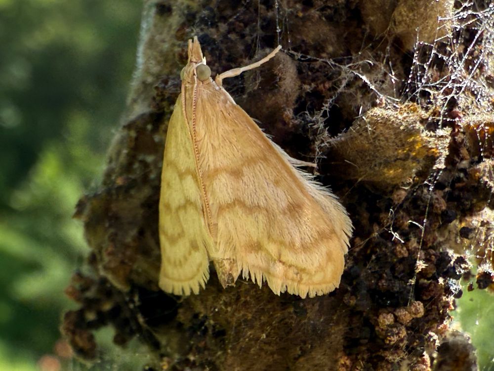 An Ostrinia moth on a dead mullein plant