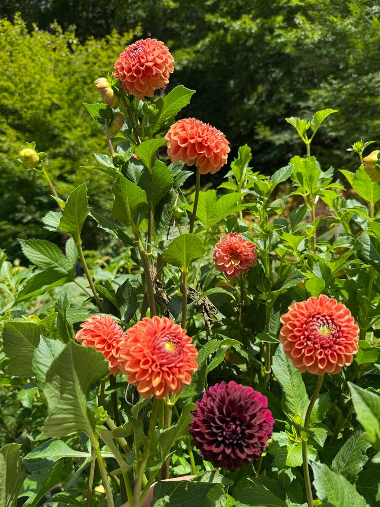 Several dahlia flowers. There are six salmon colored ones and one dark red one. There is a forest in the background