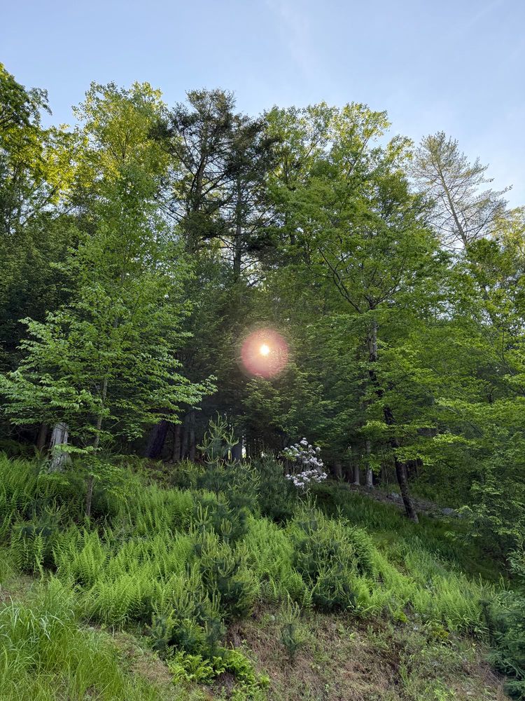 The sun rising behind a forested landscape that rests upon on a lush green hillside.