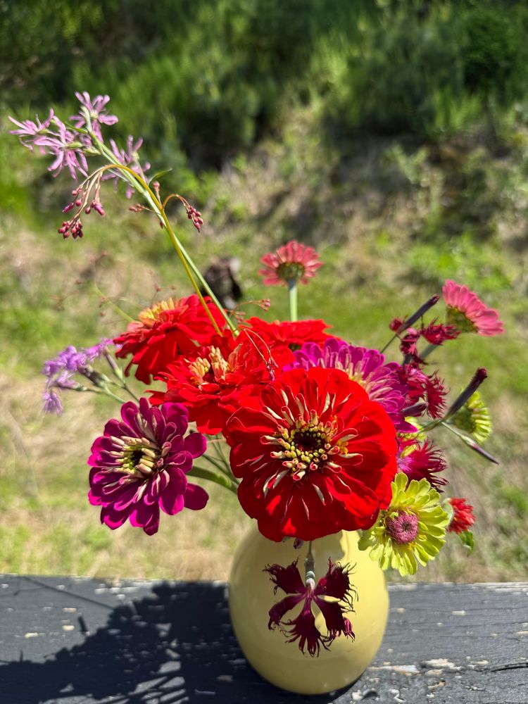 A bouquet with zinnia, gomprena, bee balm and jewel of opar in a yellow vase