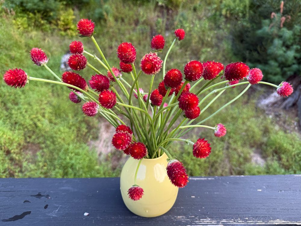 A vase with red gomphrena 