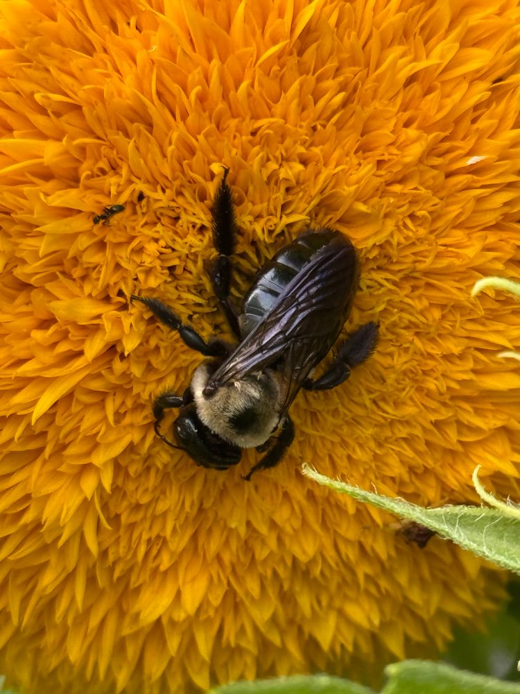 An eastern carpenter bee on a teddy bear sunflower 