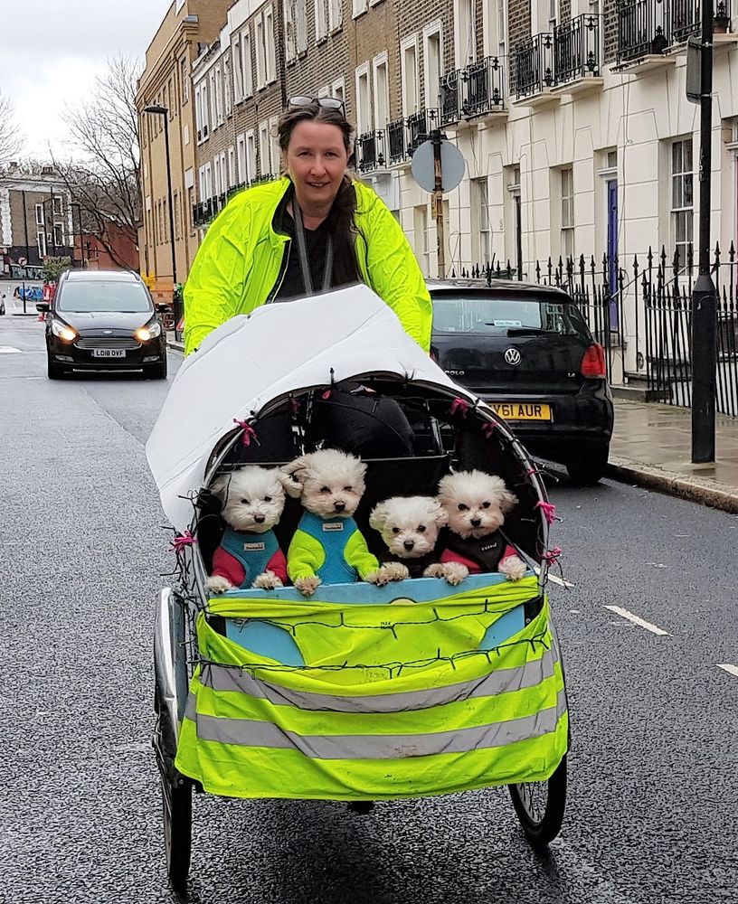 Eine Frau fährt ihre 4 kleinen Hunde mit dem Lastenrad Gassi