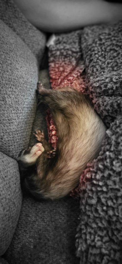 Felicia the ferret living her best life