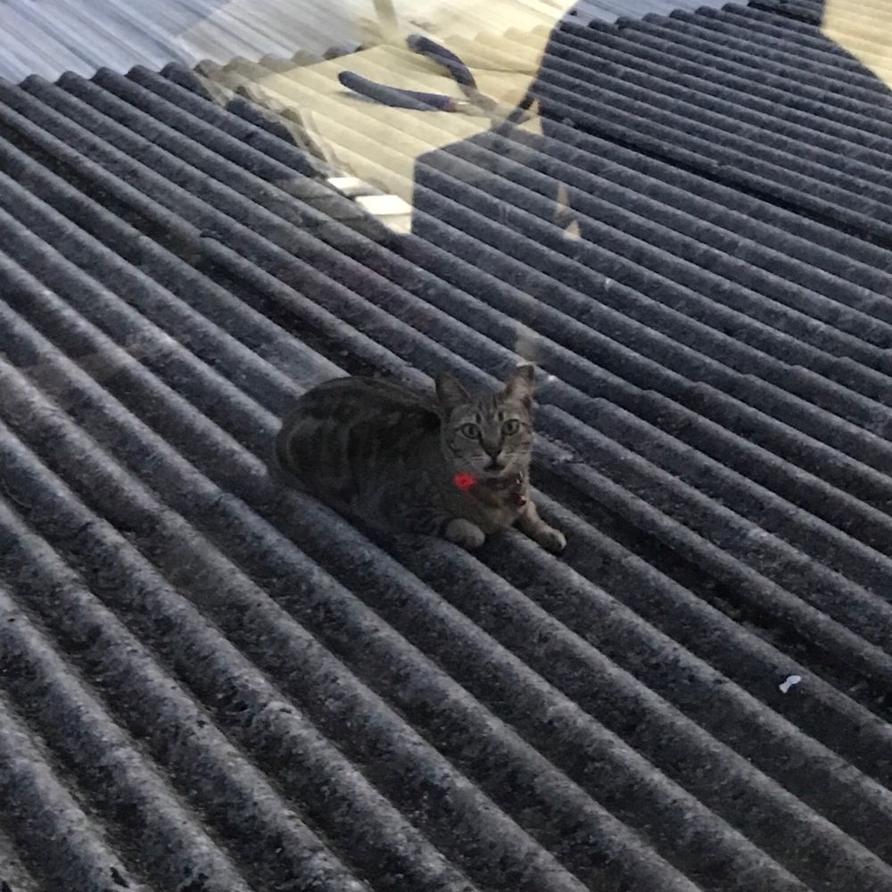 a tabby cat sitting on a roof