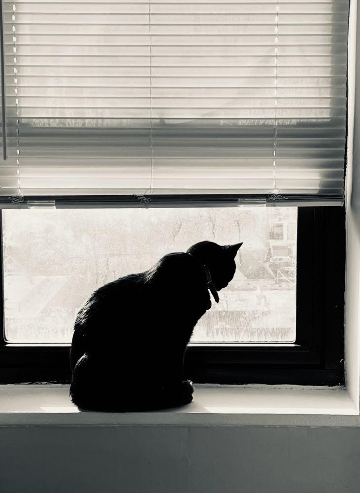 Black cat silhouetted in a bright window