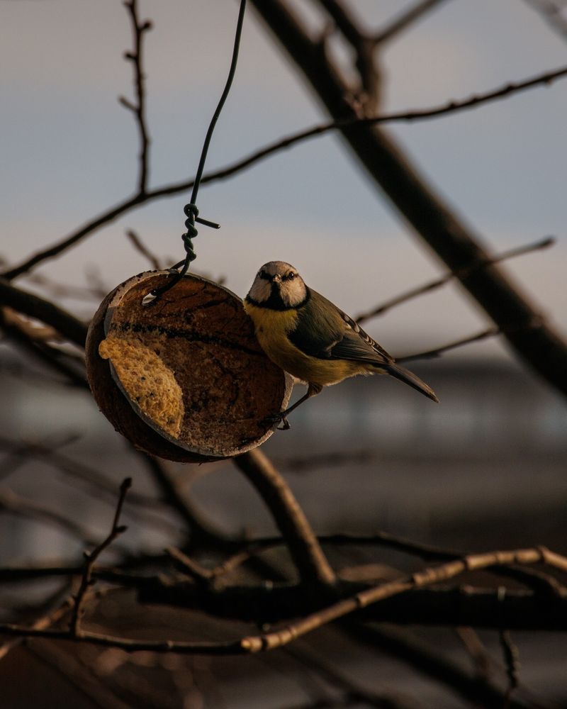 Blue tit on a coconut shell bird feeder