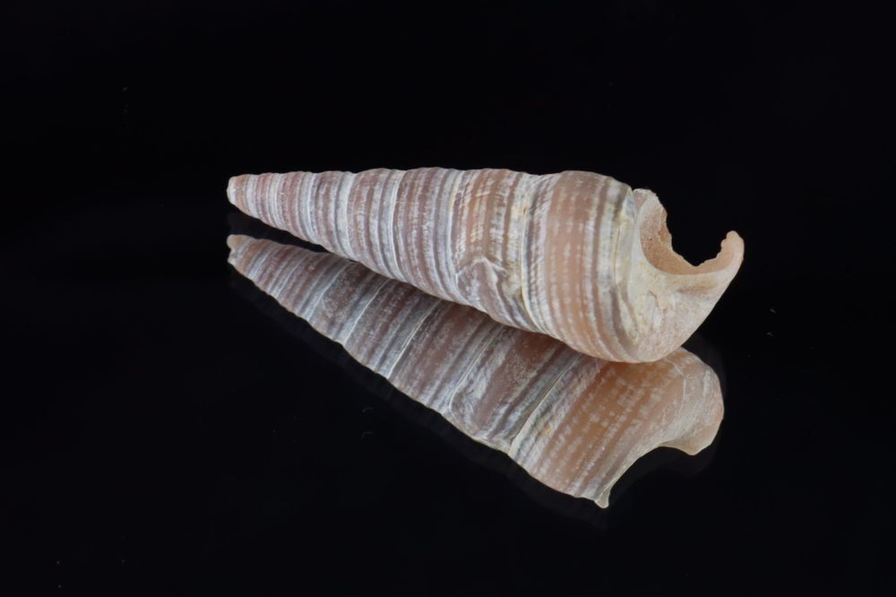 A pointy sprial shell displayed on a black reflective surface