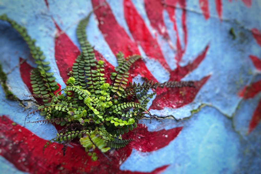 A small green fern growing out of a crack in a wall that has red ferns painted on a blue background.