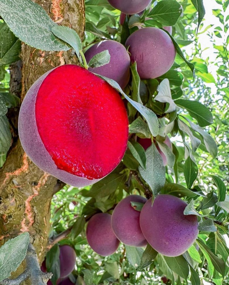 Luscious apricot fruits on a tree. They have dark purple velvety skins. The closest apricot has been sliced in half, revealing raspberry red flesh.