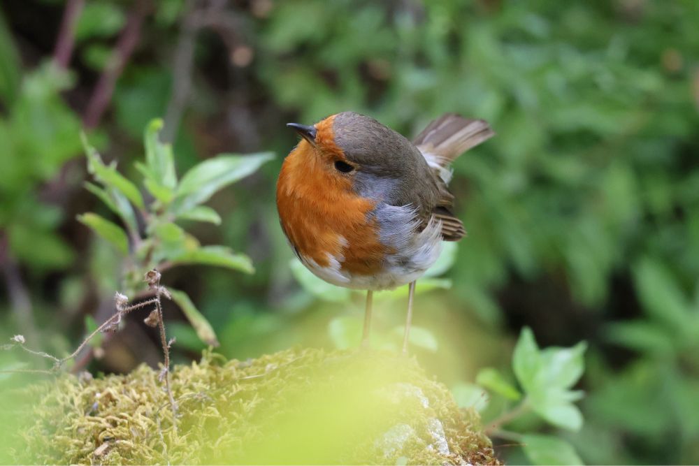 A small light grey and bright orange European robin, looking curiously to the left with a head tilt (photo by Chuck Wendig)