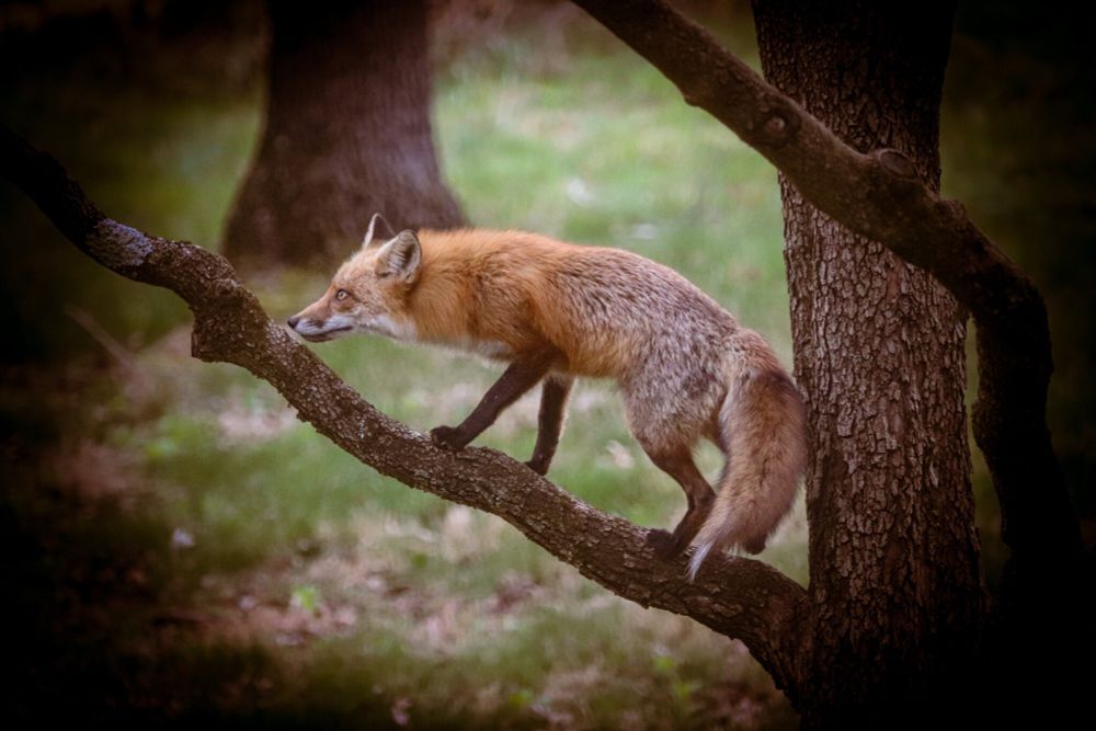 It's a fox in a tree. That's not a metaphor for anything, but there is a long crooked branch coming off the trunk of a dogwood -- the branch goes from lower right to upper left. And upon that branch is a red (really, orange) fox. The fox is lean and long -- a narrow snout, ears tucked back a bit, floofy talk curled downward. The fur is mostly orange but peppered with a kind of faded orange-gray at the haunches. The fox is trying to get to a bird feeder that is out of frame. So, to me that means, the fox is in a tree and going for the bird food, which suggests foxes are birds. It's just science. Foxes are birds. Nothing matters anyway, so foxes might as well be birds. Tell everyone. Photo by me, Chuck Wendig