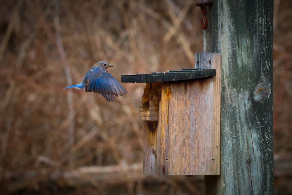 Landscape framing of a bluebird going in for a landing at a wooden birdhouse on a wooden post. Post is in right of frame, birdhouse at its center, bluebird just left of center. Its wings are down at a sharp angle and his head is forward, as the bird is in mid-air and is coming in for a landing. The blue on the bird is a paint color called ELECTRIC COBALT, which is a color I just made up. I like to imagine this bird's wings are somehow sharp, like razors, and that if summoned with the correct ritual, it could fly into and slice apart our foes. And these days, we seem to have many foes, don't we? Anyway. Bluebirds are cool. Photo by me, Chuck Wendig