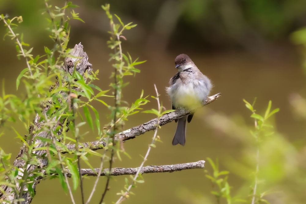 An Eastern Phoebe sits facing forward (toward camera) on right hand side of a defunct branch, surrounded by the little feathery leaves of whatever greenery grows around it. The bird has a downy poofy white front because the bird is in full Birb Mode, just a Total Floof or, in the older parlance, an Absolute Unit, which nobody says anymore and it's probably cringe, but birds don't give a fuck about cringe. The wind is tugging on its feathers just a little. Giving them a tiny Farrah Fawcett swoop. The bird's dark head is tilted downward looking slightly to the left of frame, in a look that could be best described as "Oh, what the fuck." There is a look of both alarm and agita on the bird's face, and honestly, given everything going on, who can blame it. Oh, what the fuck INDEED, bird. What the fuck indeed. Photo by me, Chuck Wendig