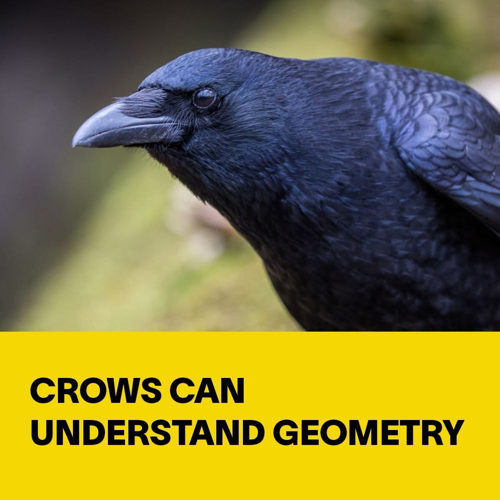 Headline: CROWS CAN UNDERSTAND GEOMETRY Photo: closeup or a crow or raven facing left