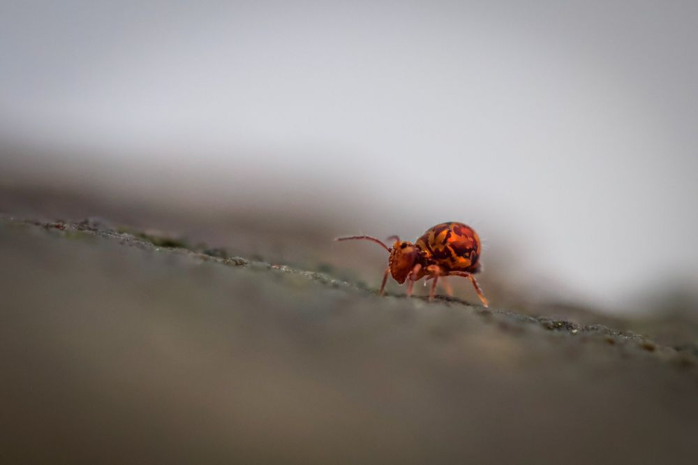 Macro photo of a little springtail insect -- it's red, and crawling up a crooked fence post.