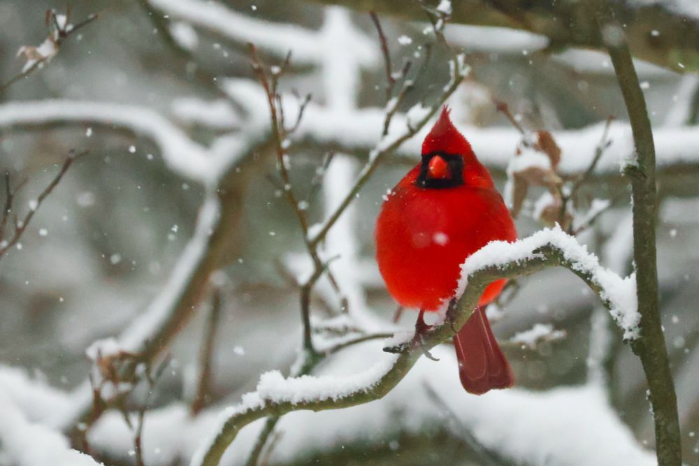 Very, very red male cardinal expressing "maximum borbage" shape. Body nearly round as a pom-pom or a Christmas ornament. He sits on a crooked branch in the falling snow. The red is a bold contrast against the white. The dark square of his face surrounding the orangey beak is so dark, the bird appears to have no eyes, just shadowy scrutiny pointed in your direction. The bird looks quite serious, with the exception of the tiny little glib flip of its feathers at the top of its head. One wonders if that is on purpose, or if it annoys the bird, like the way a middle-schooler's hair in the morning before school is never quite right, and always a frustration. Photo by me, Chuck Wendig