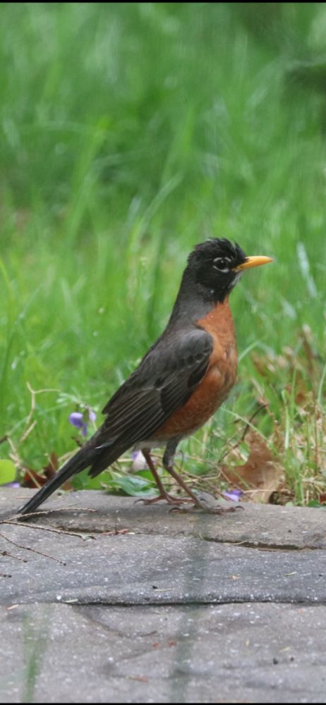 A tall American robin on the walkway near the grass, wet from the rain  (photo by Chuck Wendig)