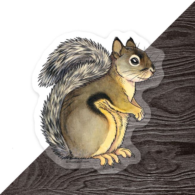 A douglas squirrel painted in watercolor shown here as a clear vinyl sticker