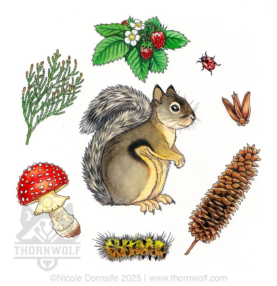 A watercolor painting of a chickaree (Douglas squirrel) in the center surrounded by a circle of all of the mentioned items in the post. The items are painted in watercolor but outlined in thin lined black pen. 